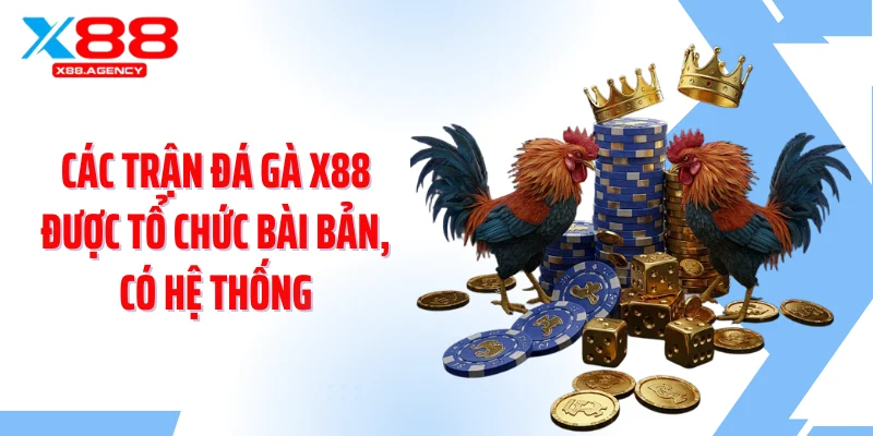 Các trận đá gà X88 được tổ chức bài bản, có hệ thống