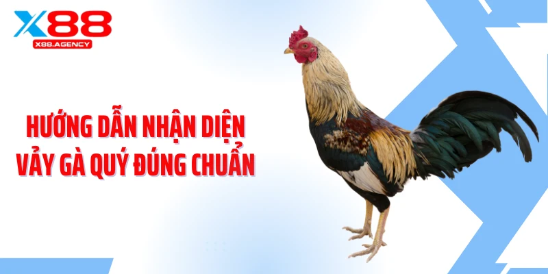 Hướng dẫn nhận diện vảy gà quý đúng chuẩn