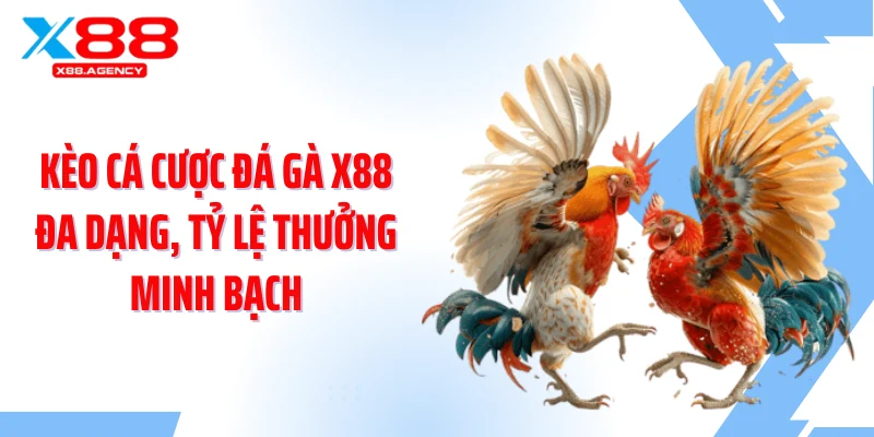 Kèo cá cược đá gà X88 đa dạng, tỷ lệ thưởng minh bạch